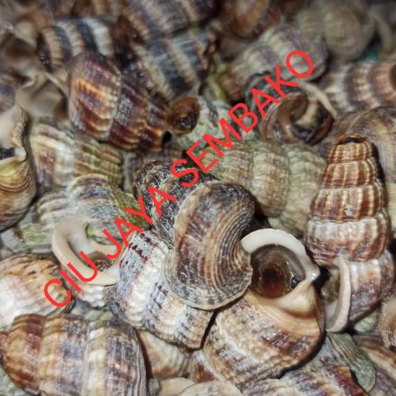 ((A-3-W ➸> KEONG NENEK BERSIH POTONG BUNTUT / KATANGLO BERSIH / CHAO LO / TUTUT / SIPUT SEDUT / KATA