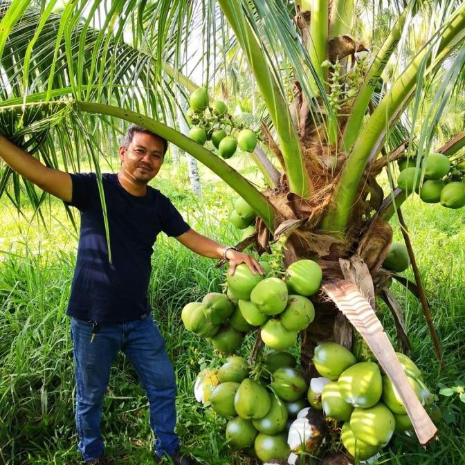 bibit tanaman kelapa dwarf Indian kelapa pendek