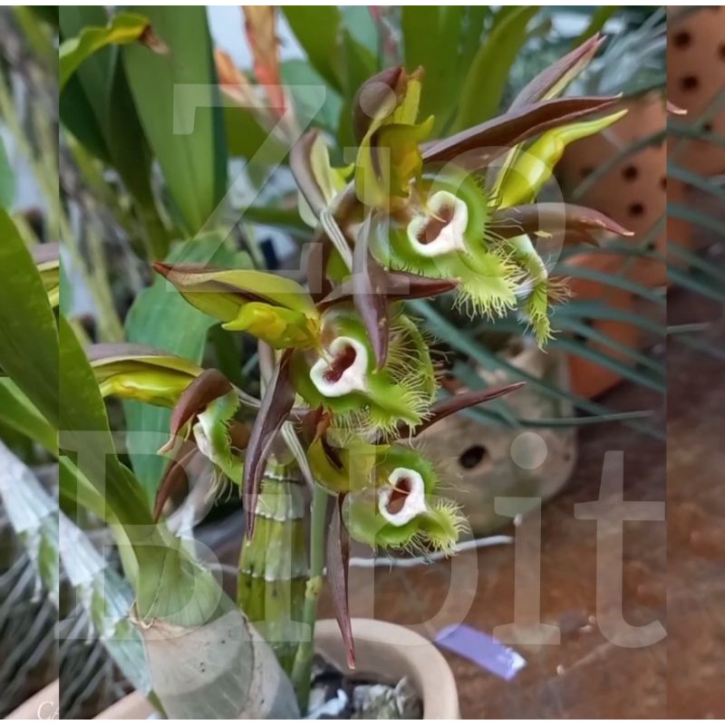 Bibit benih biji bunga anggrek bulan