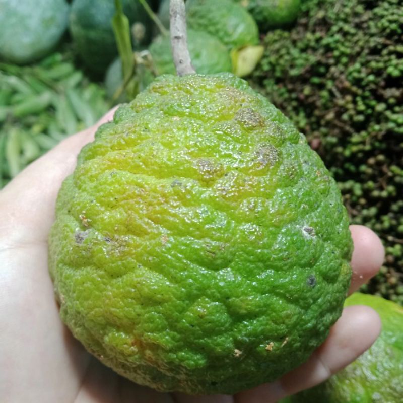 

Asam Jungga Ute Jungga Asam Naniura Ukuran Besar PerBiji