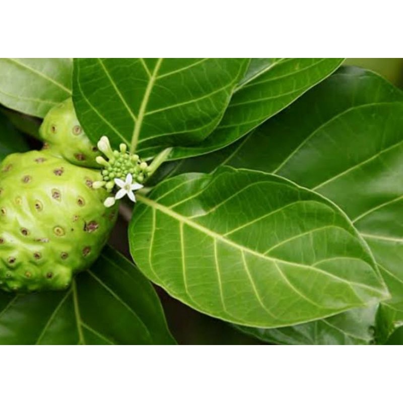 

Daun Mengkudu Organik Fresh