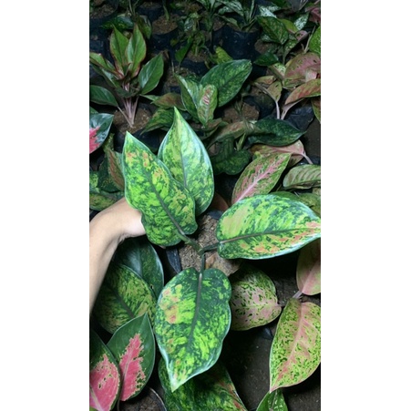 Tanaman aglonema heng heng daun 5-8 daun / pohon aglonema heng heng asli