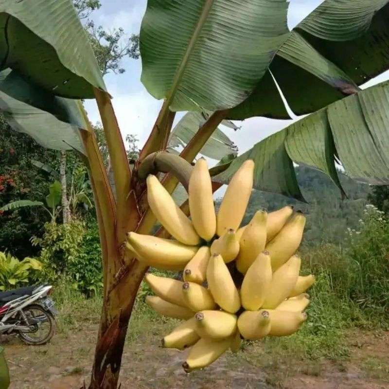 Pupuk Organik Pelebat Buah Dan Booster Pisang Cepat Berbuah Lebat