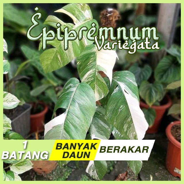 Epipremnum variegata