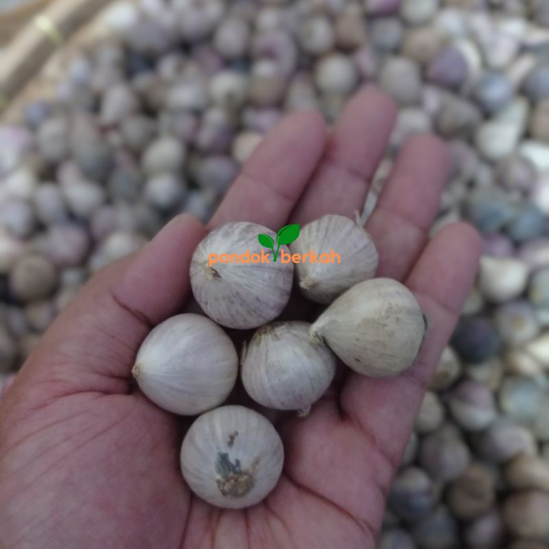

Bawang Putih Tunggal Lanang Isi 1000 Gr Ukuran Sedang Medium Besar Fresh