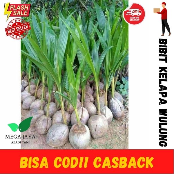 TERMURAH Bibit Kelapa Wulung Original,Bibit Kelapa Wulung Pendek,Bibit Kelapa Wulung Super Genjah,Bibit Kelapa Wulung Super