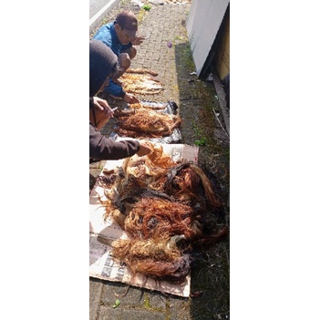 rambut sapi atau ekor sapi