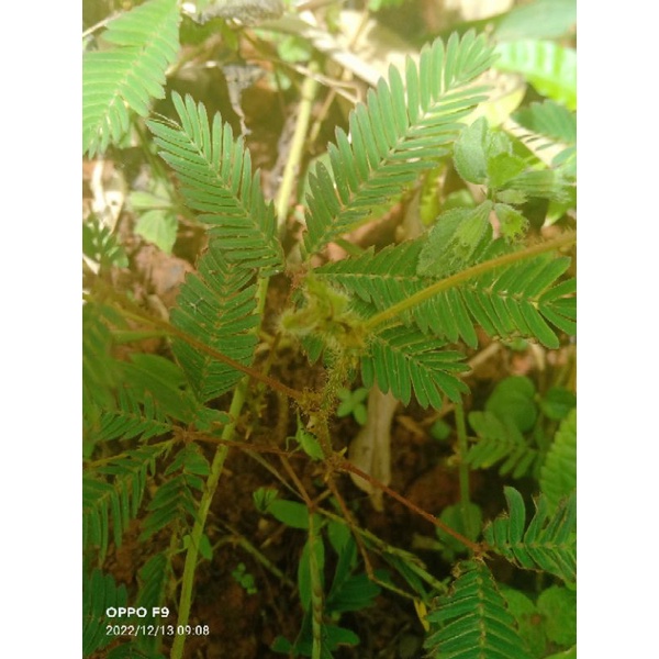 

daun putri malu per 500gram