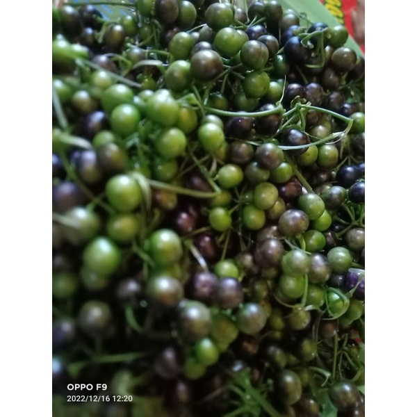 

leunca segar di petik dadakan per 1kg