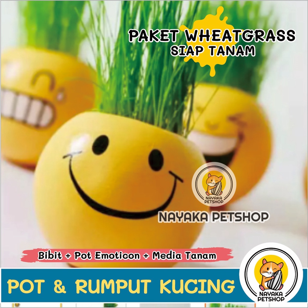 Paket Rumput Kucing Pot Emoticon Lucu Tempat Tanam Wheat Grass Wheatgrass Benih Bibit Rumput Gandum