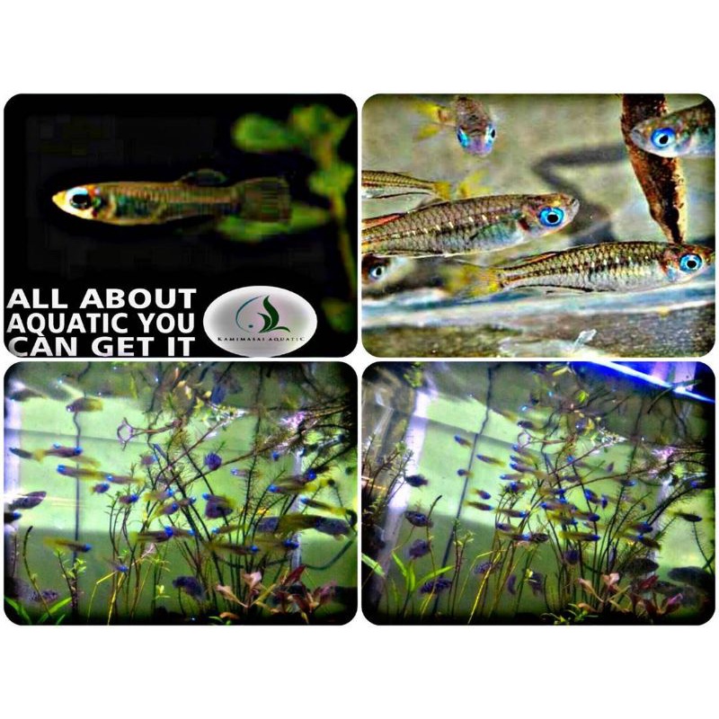 ikan blue eyes tetra untuk aquarium dan aquascape