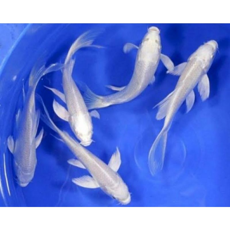 Ikan koi kumpay platinum slayer ukuran 15 cm