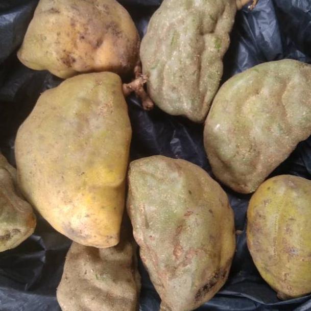 

[Code]-H79U-♥☞) Buah namnam/pokih buah langka proses cepat