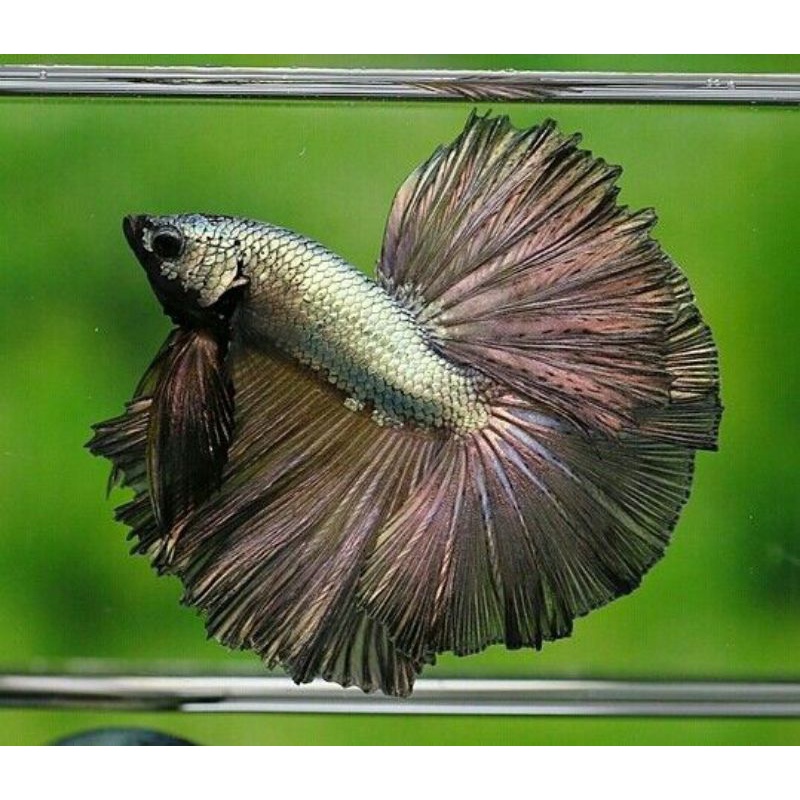 HALFMOON COPPER GOLD