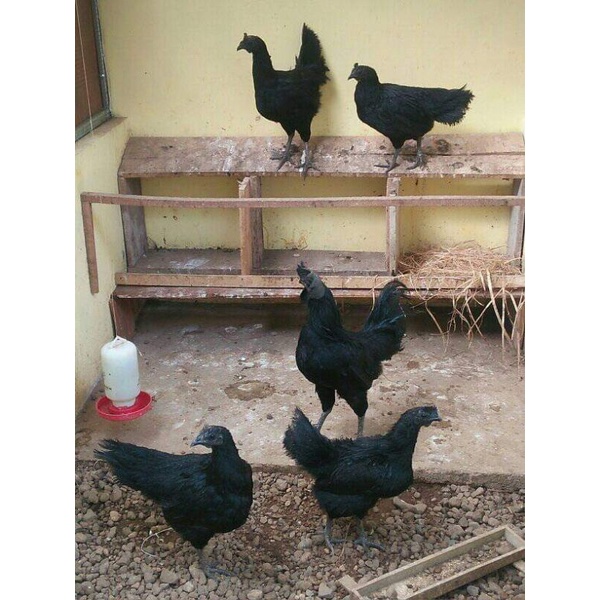 Cemani Remaja Sepasang - Ayam Cemani Remaja Lidah Abu2.