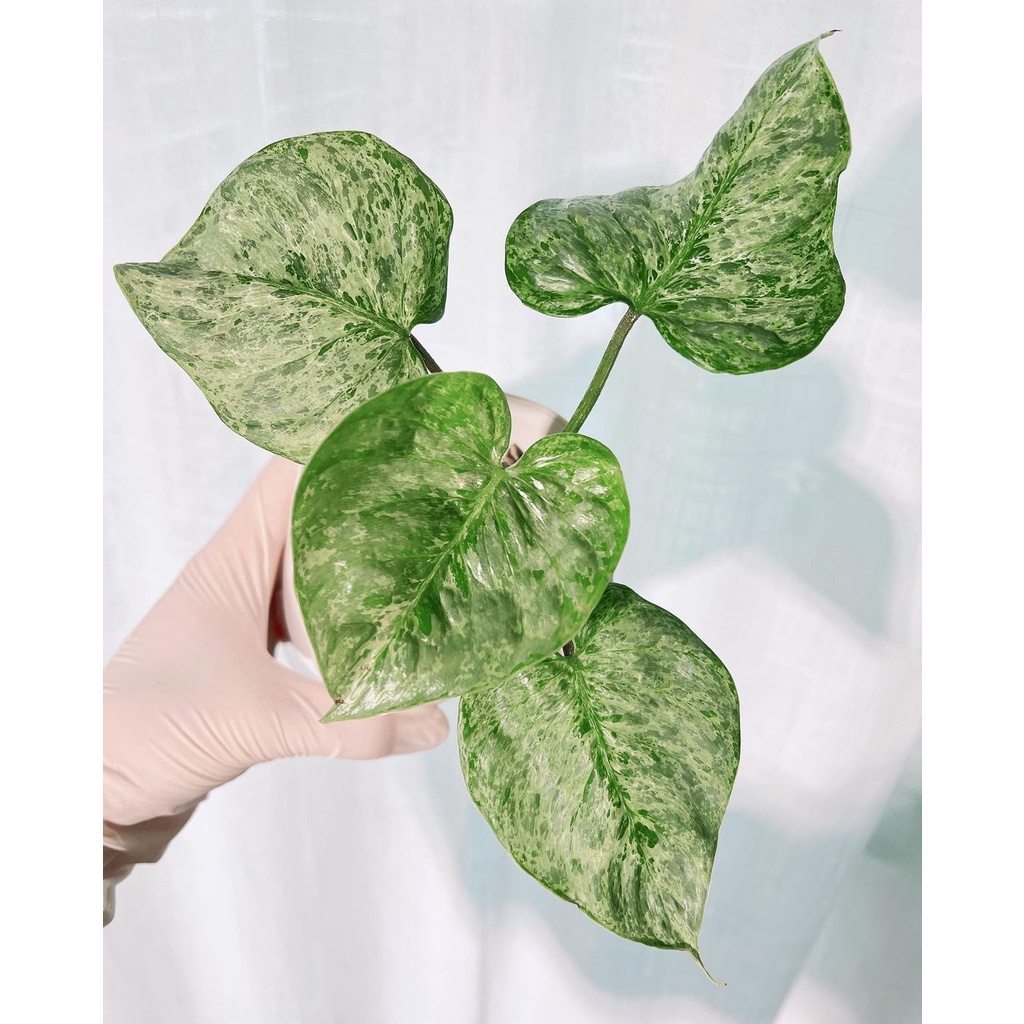 Philodendron sudiroi variegata / pilo sodiroi varigata / philo sudiroy sodiroy var