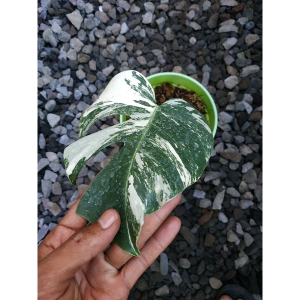 Monstera varigata white tiger