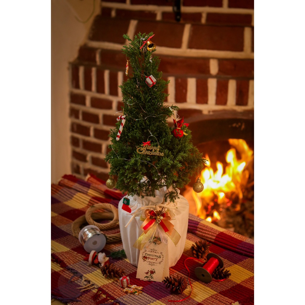 

Hampers Natal Ngeboon : the Tiniest Christmas Tree / Cemara Hidup Kecil