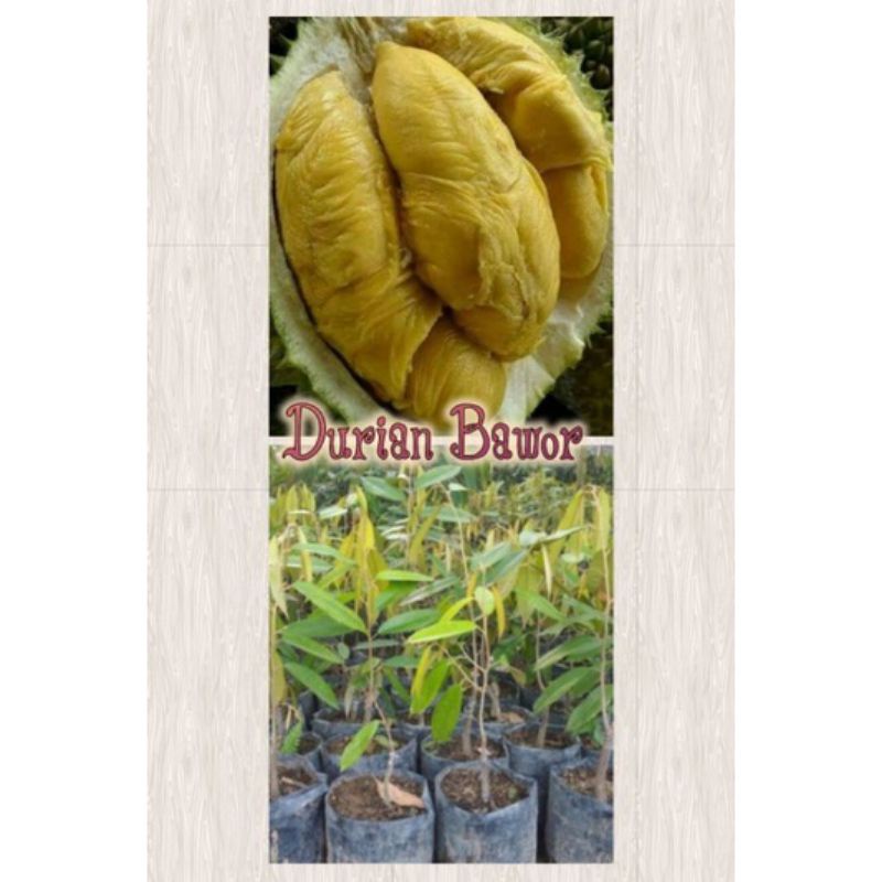 Bibit Durian Bawor/Bibit Tanaman Durian Bawor Okulasi