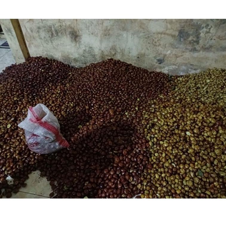 

PROMO SPESIAL Jengkol tua 1kg 886