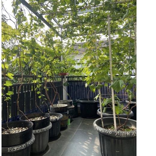 4.4 SALE Entres Anggur Import Trans, Jupiter, Everest, Ninel, Akademik, Black Panther, Nizina, Mondr