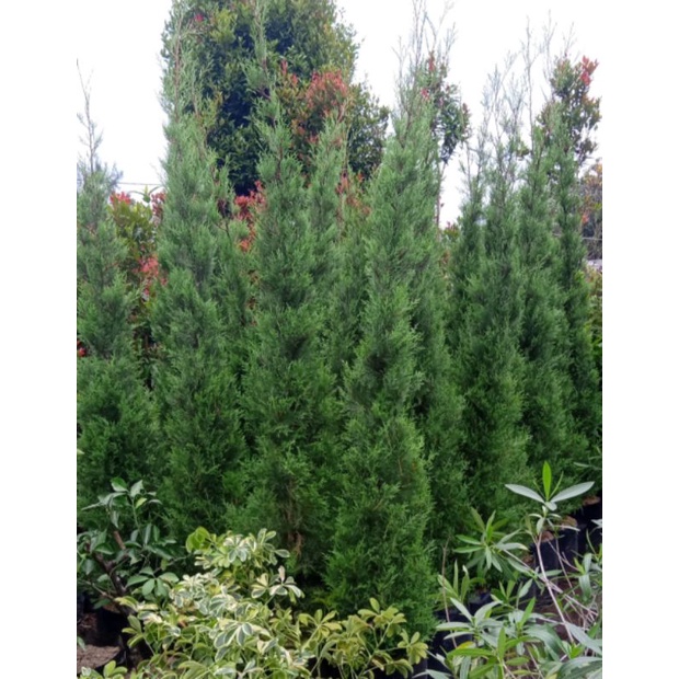 pohon cemara rentes ( cemara natal )