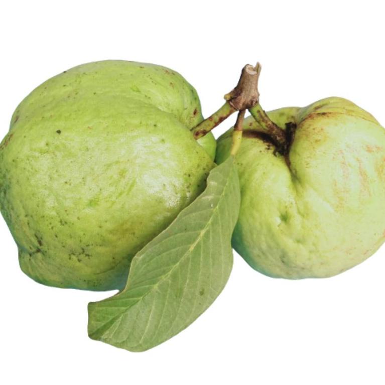 

Jambu Kristal Sunpride Tanpa Biji 1kg Bisa Untuk Rujak Buah ㅇ
