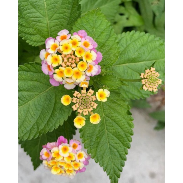 Bunga Tembelekan ping kuning / bunga tahi ayam pink kuning / vegetasi lebah klanceng dan trigona / s