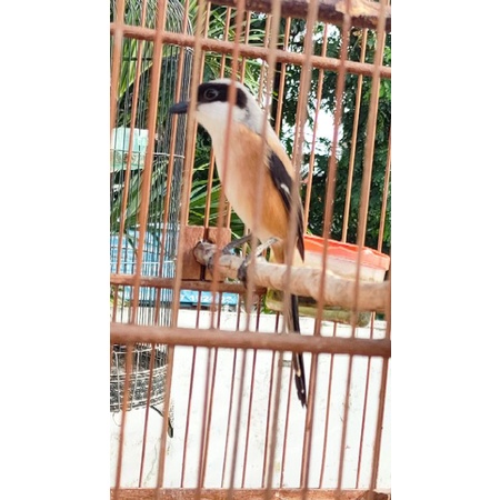 burung pentet jatim rawatan jinak voer total