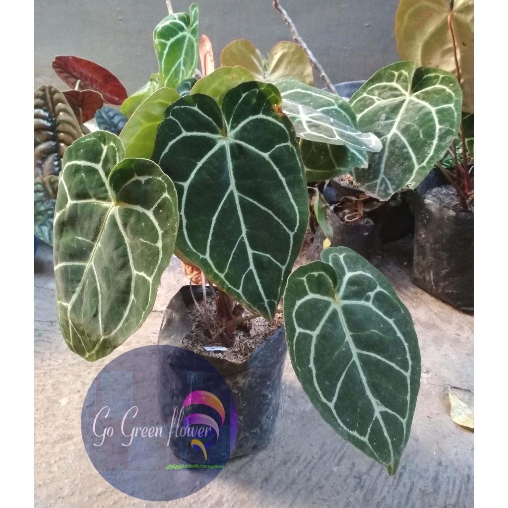 KUPING GAJAH HIJAU DAUN BESAR