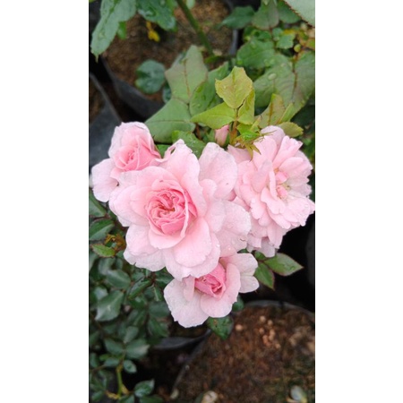 Mawar Import rosario - Tanaman hias Outdor