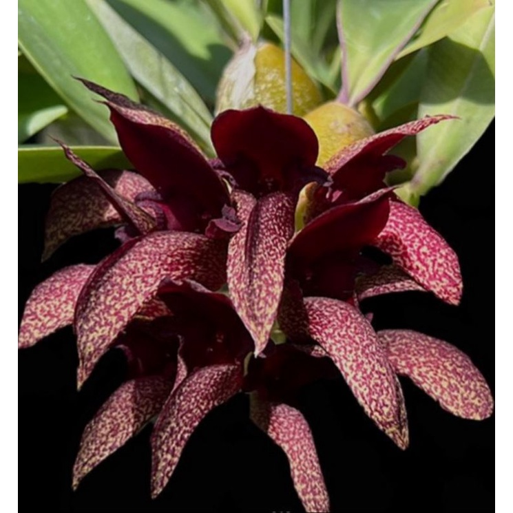 Anggrek Dasi koleksi Bulbophyllum pride of Papua