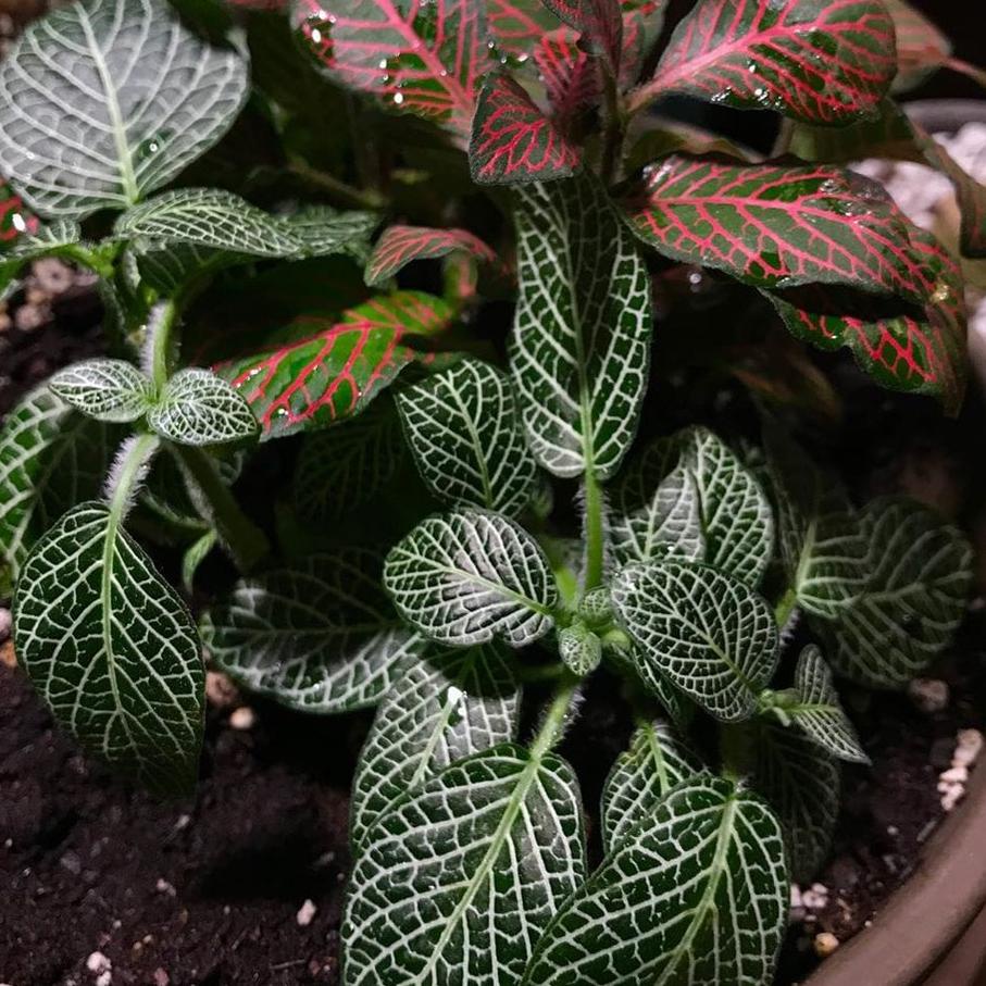 PRODUCT TERLARIS Tanaman Hias Hidup Bunga FITTONIA - Tanaman Daun Fittonia - Bunga Fitonia ❅ 863