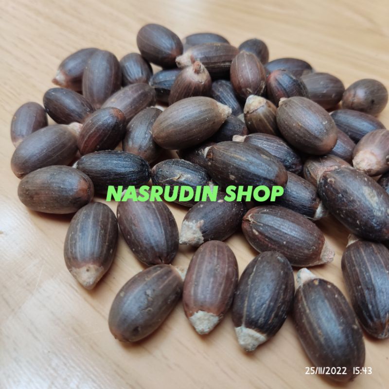 

[Fresh] BIBIT BIJI MELINJO AMBON 1 KG SUPER BESAR BIBIT MELINJO BESAR BIBIT MELINJO SUPER