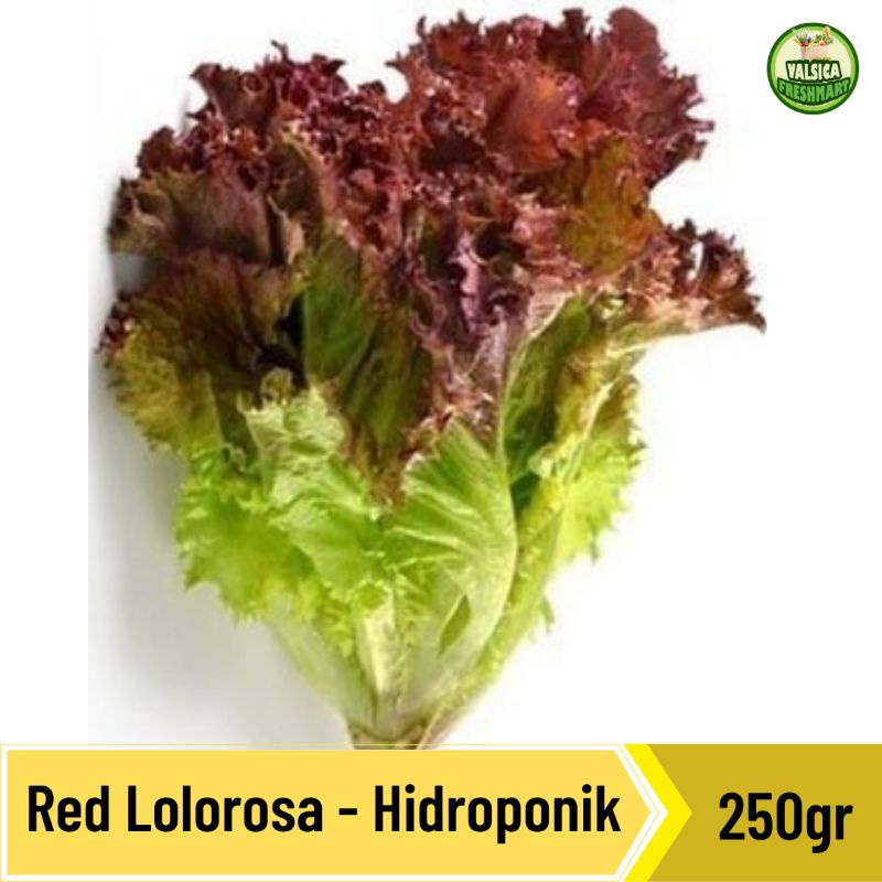 Jual Selada Merah Lolorosa Hidroponik Shopee Indonesia