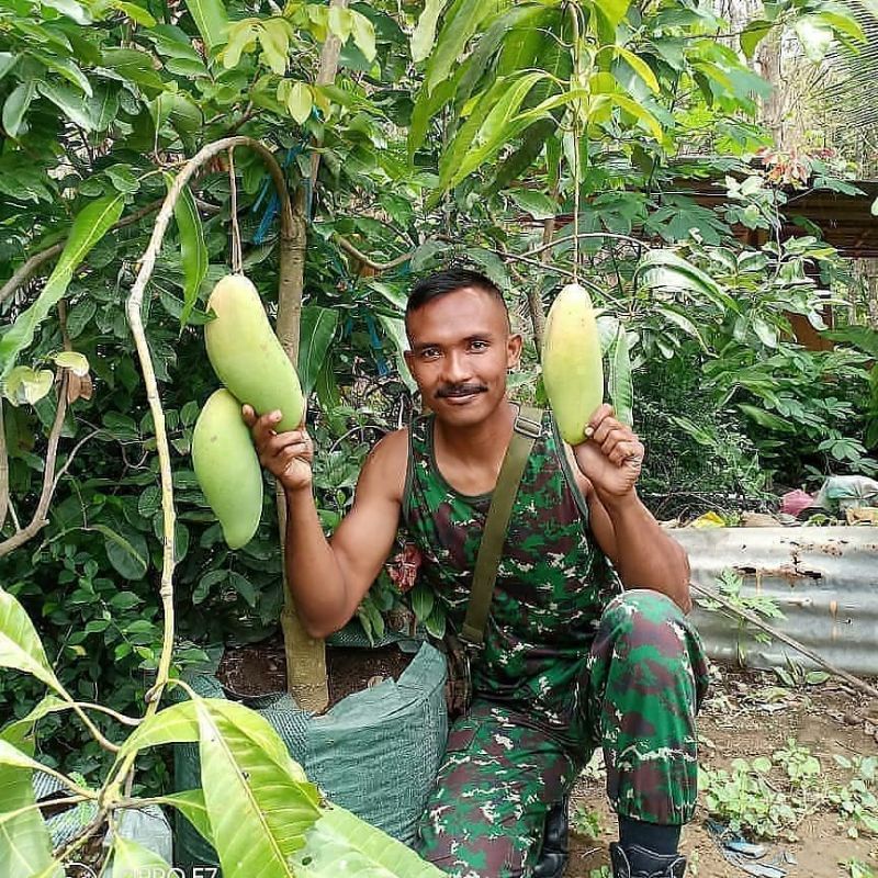 Pupuk Booster Organik Pelebat Buah Mangga Dan Perangsang Agar Cepat Berbuah