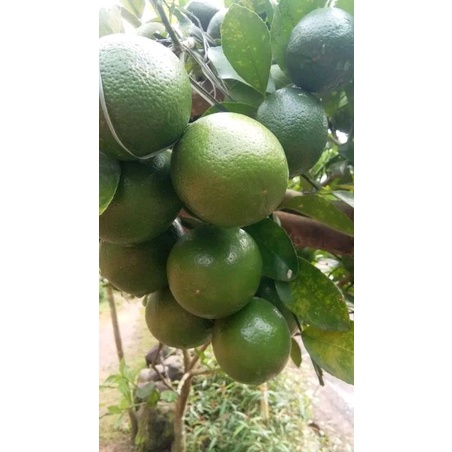 

jeruk lemon california hijau