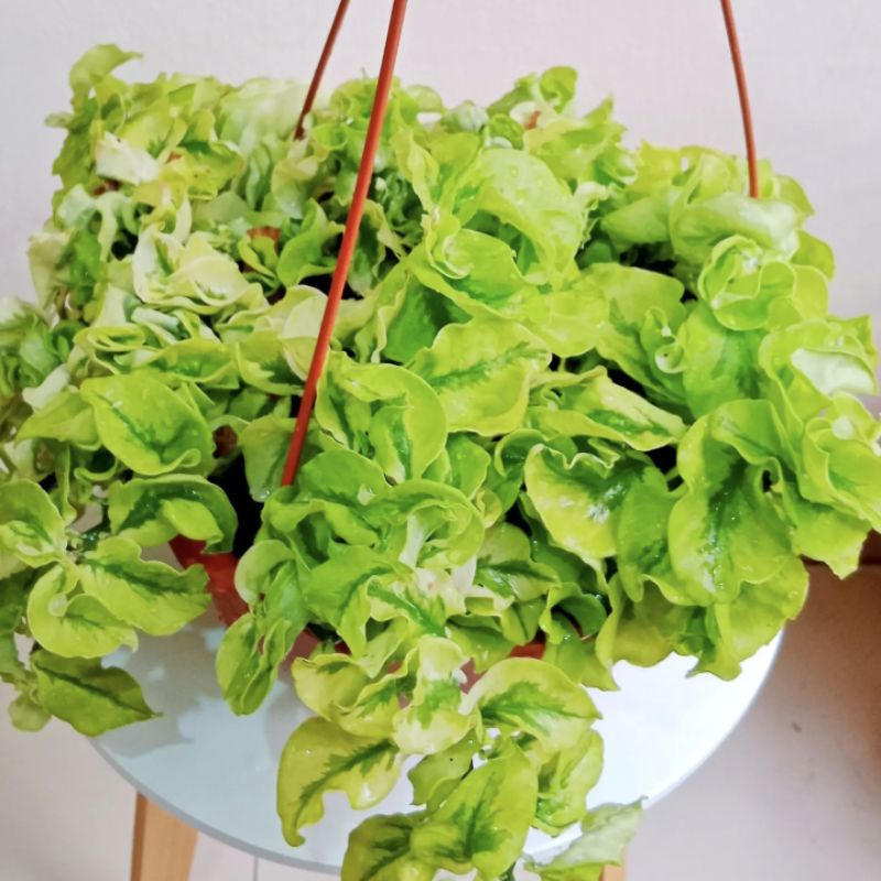 patah tulang curly/zigzag plant