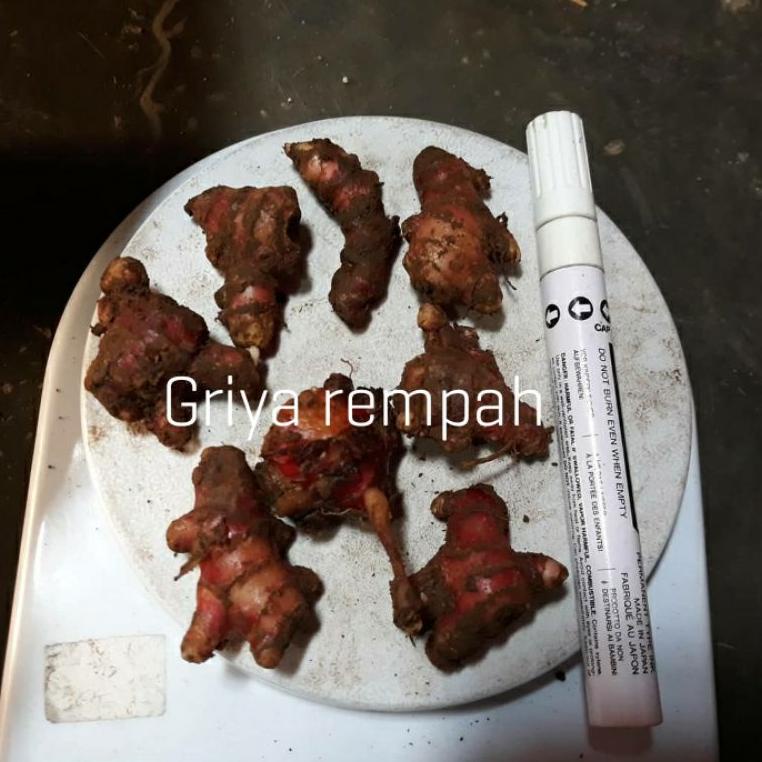 

Ready stock BIBIT JAHE MERAH SUPER BERTUNAS [] / bibit jahe merah 1kg 49