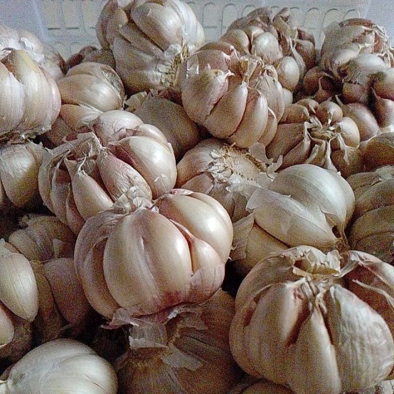 

bawang banci / honan 1kg