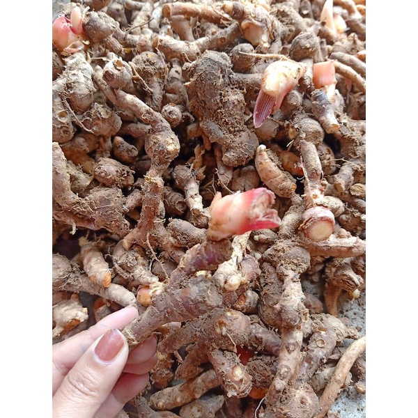 

kunci / bahan jamu organik