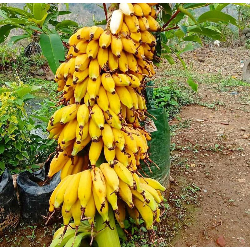 Pupuk Organik Pelebat Buah Dan Booster Pisang Cepat Berbuah Lebat