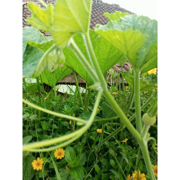 

Daun labu segar 500gram