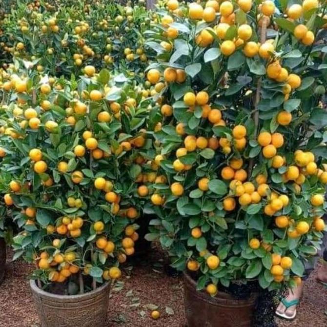 joss bibit jeruk Santang madu manis viral