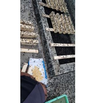 

[A-6-R ✉] telur bsf /10 gram-langsung kirim