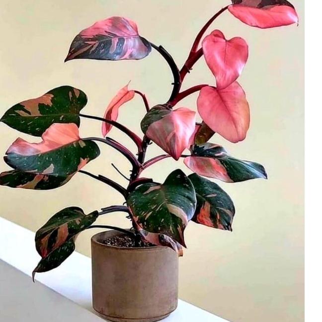 や Philodendron Pink Congo Princess | Tanaman Hias Anakan Pink Congo ㊮