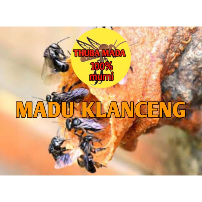 

Madu Klanceng