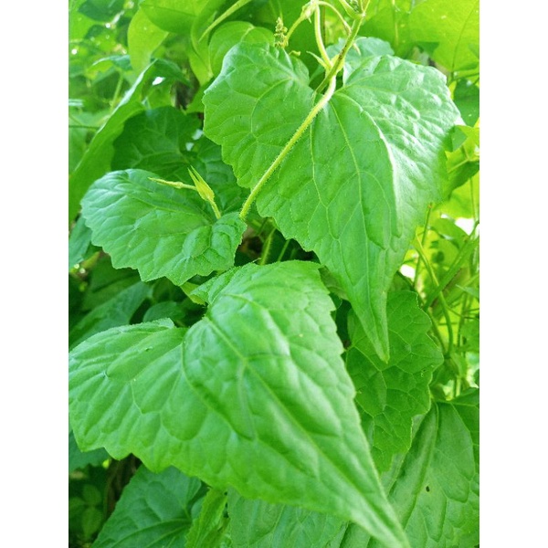 

Daun petua segar500gram