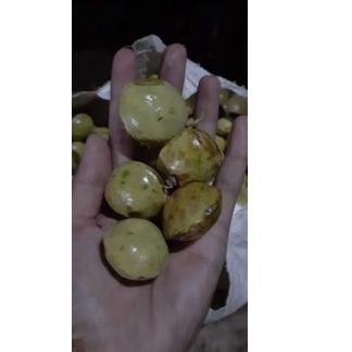 

((B-8-U ➸> jengkol muda / lalap / sayuran 250g banyak diminati