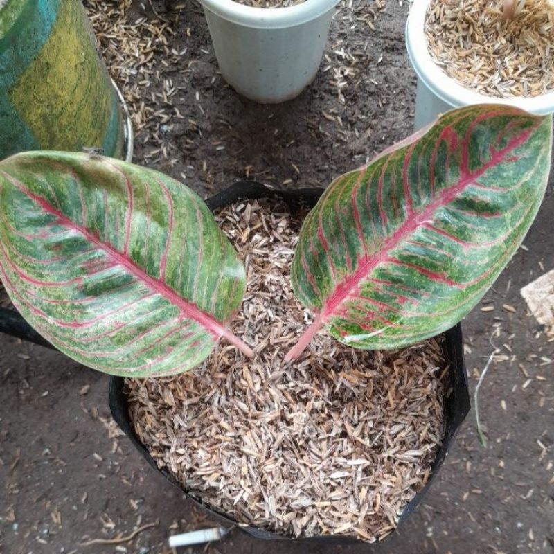 aglonema huges trah merah tanian lokal